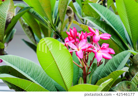 Plumeria Magenta boutique flower blooming leaves Plumeria Magenta boutique flower blooming leaves 42546177