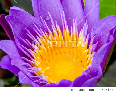 purple lotus flower blooming on water surface purple lotus flower blooming on water surface 42546178