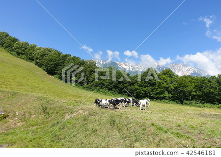 Kitaone Plateau:放牧牛,白鶴郡白馬村 Kitaone Plateau:放牧牛,白鶴郡白馬村 42546181