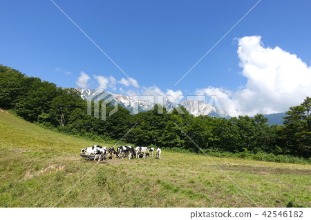 Kitaone Plateau:放牧牛,白鶴郡白馬村 Kitaone Plateau:放牧牛,白鶴郡白馬村 42546182
