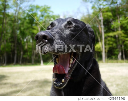 狗狗 狗狗 42546198