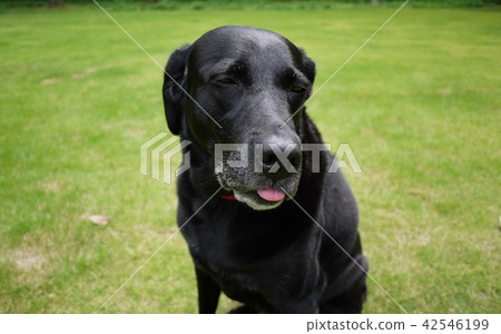 狗狗 狗狗 42546199