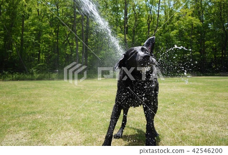 狗狗 42546200