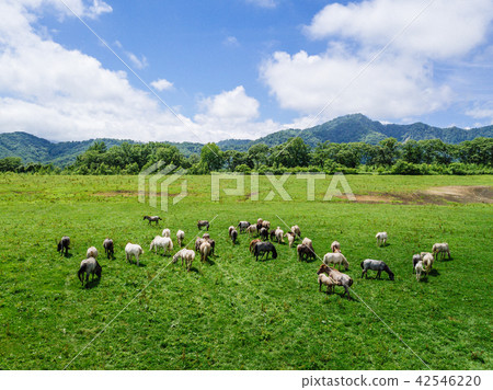 Grazing 42546220