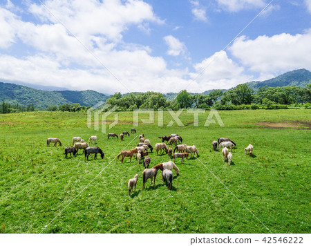 Grazing 42546222
