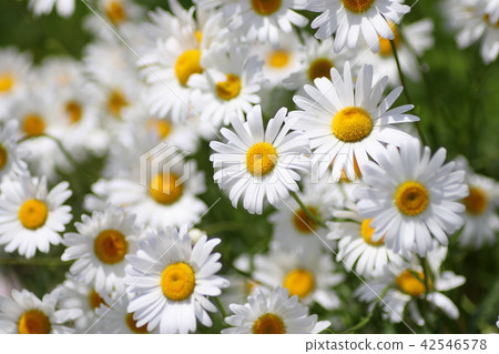 瑪格麗特 42546578