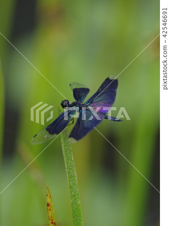 蝴蝶蜻蜓 蝴蝶蜻蜓 42546691