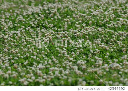 White clover flower garden White clover flower garden 42546692