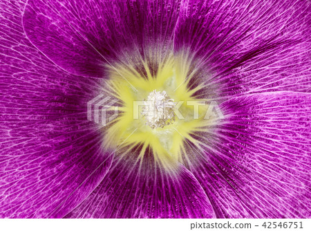 lavatera purple amethyst yellow flower closeup 42546751