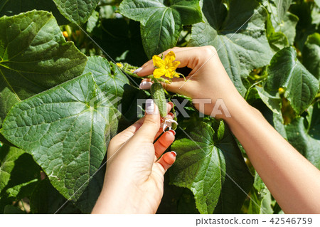 Woman farmer hands check cucumber on organic farm 42546759