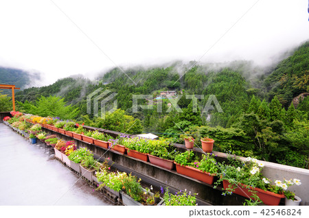 德島縣三木市的風景名勝,以Iya峽谷的Yamazato Kazura橋而聞名 德島縣三木市的風景名勝,以Iya峽谷的Yamazato Kazura橋而聞名 42546824