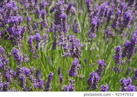 Lavender flowers 42547032