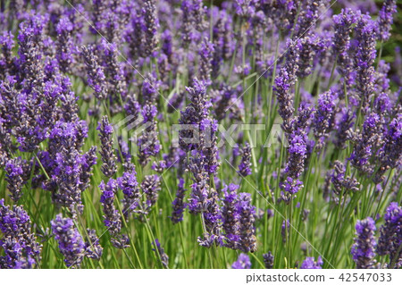 Lavender flowers 42547033