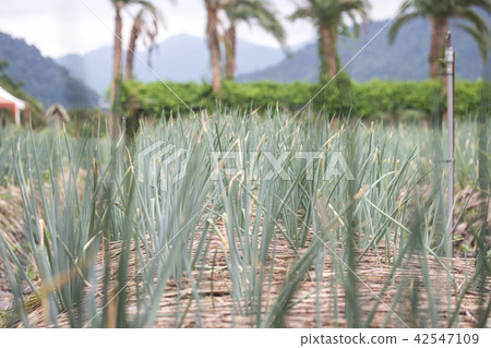 宜蘭三星蔥 宜蘭三星蔥 42547109