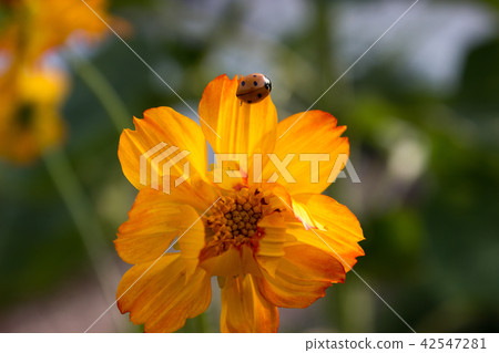 Yellow asteraceae with seven-spot ladybird 42547281