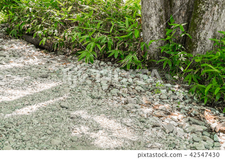Walk way Walk way 42547430