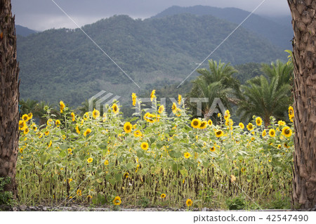 向日葵 向日葵 42547490