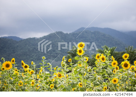 向日葵 42547494