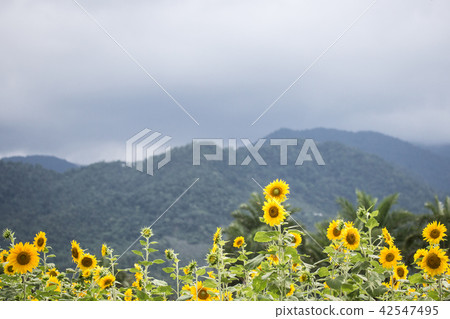 向日葵 42547495