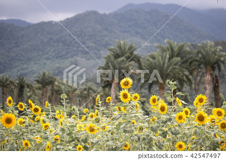 向日葵 向日葵 42547497