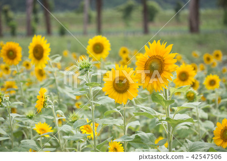 Sunflower Sunflower 42547506