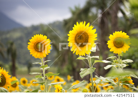 向日葵 42547511