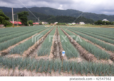 宜蘭三星蔥 42547562