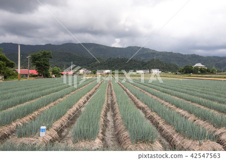 Yilan Samsung Onion Yilan Samsung Onion 42547563