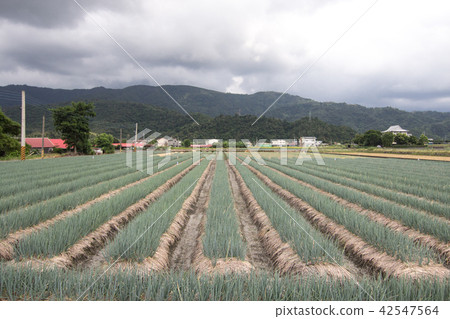 Yilan Samsung Onion Yilan Samsung Onion 42547564