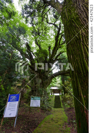 Rakuyama Hachiman Shrine(Omiyama Hachiman's alumna) Rakuyama Hachiman Shrine(Omiyama Hachiman's alumna) 42547623
