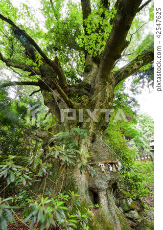 Rakuyama Hachiman Shrine (Omiyama Hachiman's alumna) 42547625