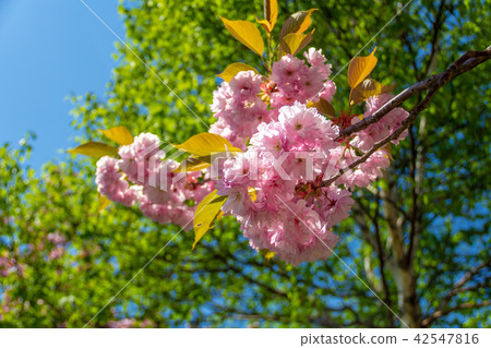 Sapporo Bran Birch·Chapel的雙櫻花 42547816