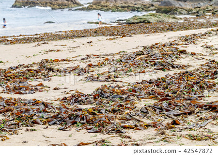 Kelp launched to the beach Kelp launched to the beach 42547872