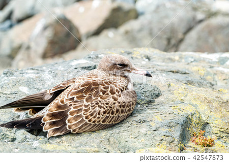 Chickpeople kid Chickpeople kid 42547873