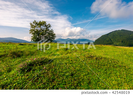 tree on the grassy meadow in mountains 42548019