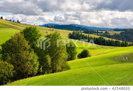 grassy rolling hills with trees grassy rolling hills with trees 42548020