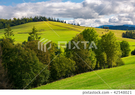 woodlot on a grassy hillside woodlot on a grassy hillside 42548021