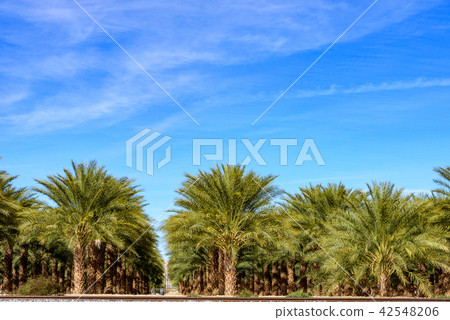 US / Palm Tree Plantation 42548206