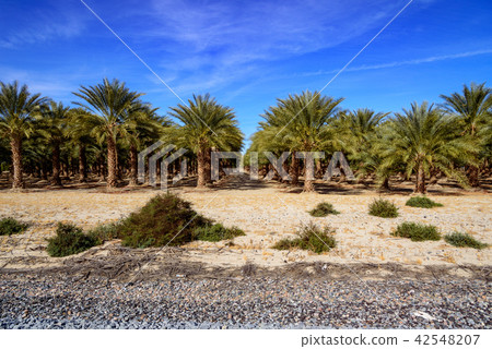 US / Palm Tree Plantation 42548207