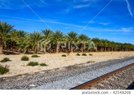 US · Palm tree plantations and tracks 42548208