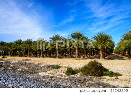 US / Palm Tree Plantation 42548209