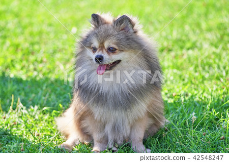 Spitz dog with thick hair close-up 42548247
