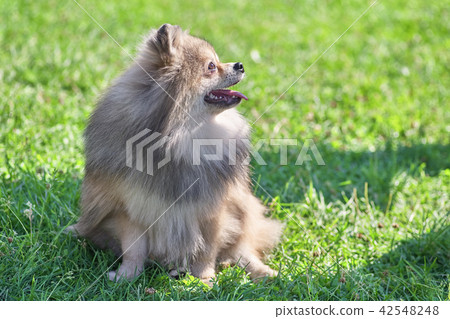 Pomeranian Pomeranian Sable Cream Screws 42548248