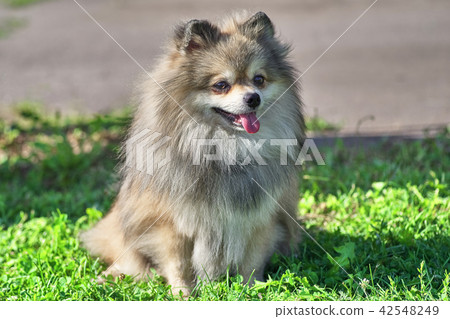 Pomeranian Pomeranian Sable Cream Screws 42548249