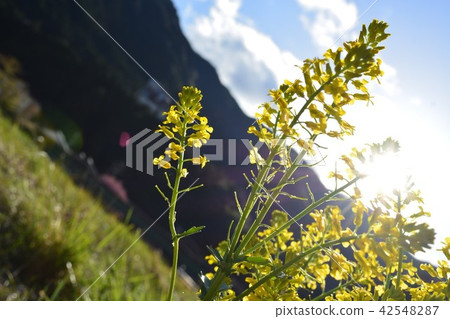 Spring tone 42548287