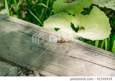 Dragonfly Dragonfly 42548434