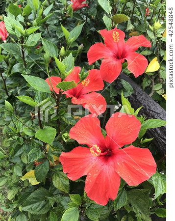 Okinawa Okinawa 42548848