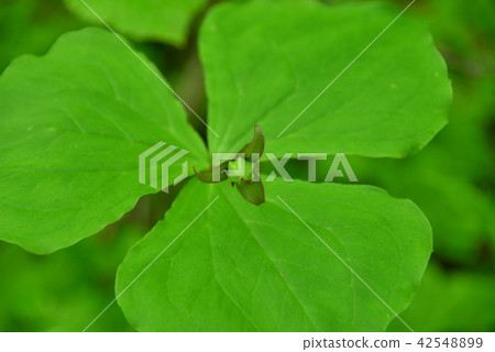Elderly grass seed Elderly grass seed 42548899