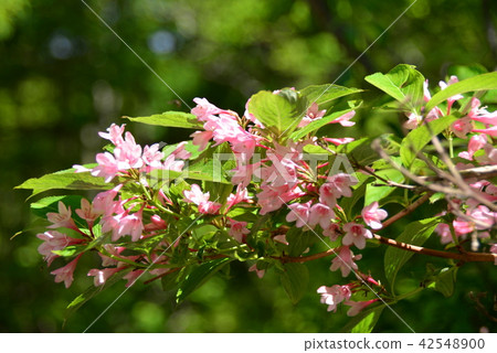 Weigela Weigela 42548900