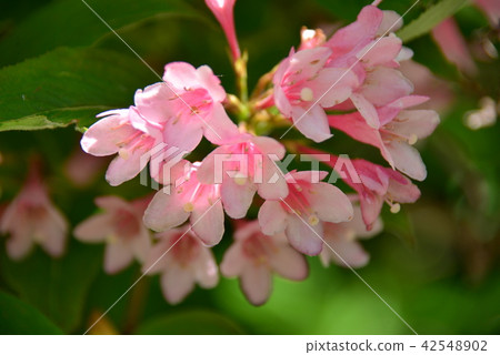 Weigela Weigela 42548902